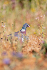 Common wood pigeon among flowers.