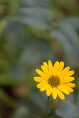 yellow flower heliantus Occidentalis with blur background 
