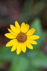 yellow flower heliantus Occidentalis with blur background 
