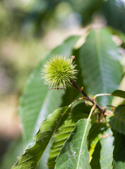 Fruits of the chestnut tree in the Aracena Mountains, Huelva, Andalucía, Spain