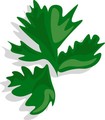 Parsley leaves, greens, vector graphics