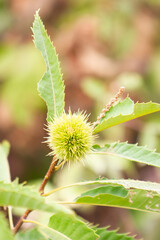 Fruits of the chestnut tree in the Aracena Mountains, Huelva, Andalucía, Spain