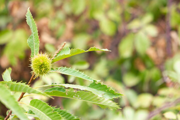 Fruits of the chestnut tree in the Aracena Mountains, Huelva, Andalucía, Spain
