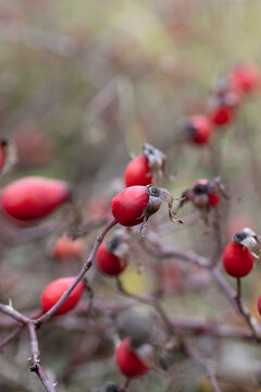 Dog rose fruits on the bush without leaves. autumn and old railway blur background. Red rose hips