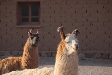 Two Llamas portrait in the afternoon with blurred background