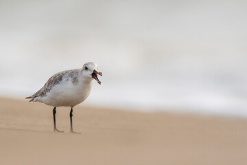 A Sanderling (Calidris alba) in the beach of the Ebro Delta