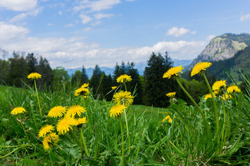 Dandelion in the mountain