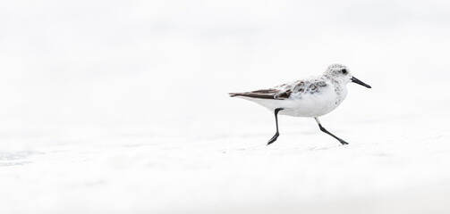 A Sanderling (Calidris alba) in the beach of the Ebro Delta