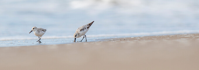 A Sanderling (Calidris alba) in the beach of the Ebro Delta