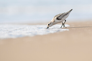A Sanderling (Calidris alba) in the beach of the Ebro Delta
