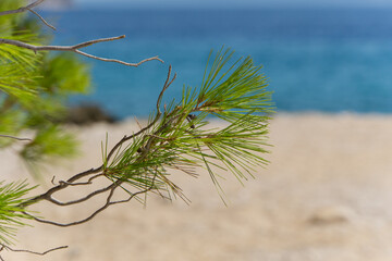 Pine tree on beach
