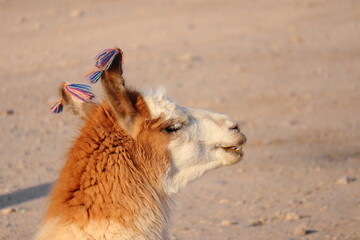 Llama face portrait in the afternoon with blurred background