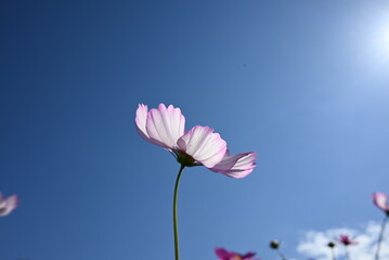 コスモスの意志