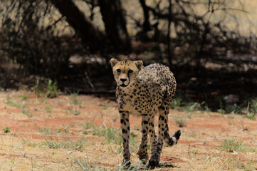 Gepard