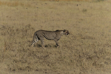 Gepard im Ethosha Nationalpark