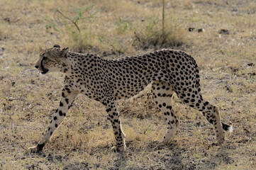 Gepard im Ethosha Nationalpark