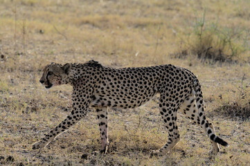 Gepard im Ethosha Nationalpark