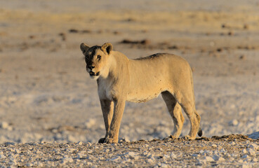 Löwen Ethosha Nationalpark