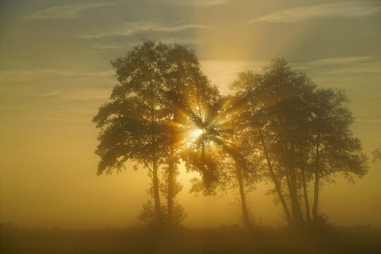 Rising sun shining through the branches of a group of trees