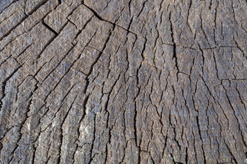 Dark wooden background. Old saw cut tree closeup, texture.