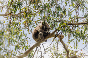 Male Koala sleeping in a tree.