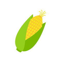 Peeled corn ears. corn vector yellow fruit