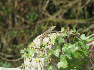 reptile lizard animal camouflage motionless predatory observation