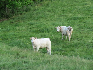 Obraz premium beautiful calves grazing in the meadow quietly happy farm animals