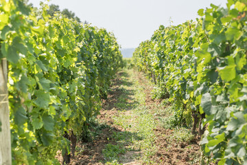 Naklejka premium Vineyard in Saint Emilion, France