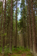 Fototapeta premium Mixed coniferous-deciduous forest in the northern part of Russia.