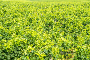 Vineyard in Saint Emilion, France