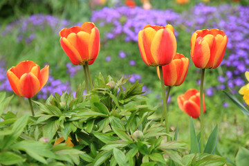 bl&uuml;hende Tupen im Garten