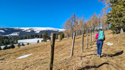 Rear view of woman with hiking backpack on alpine meadow walking along fence to Ladinger Spitz,...