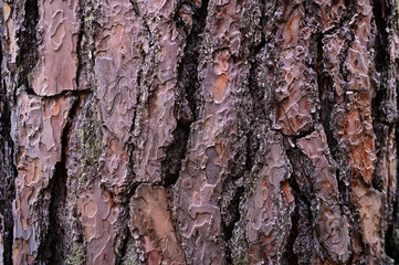 Old rough bark of a greenish pine tree