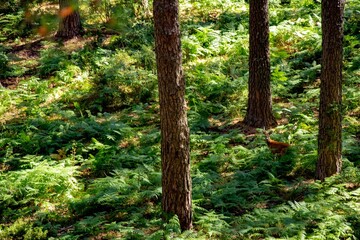 A deer in a forest of ferns with contrasting lights