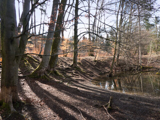 Teich im Naturschutzgebiet an der Würm zwischen Gauting und Starnberg