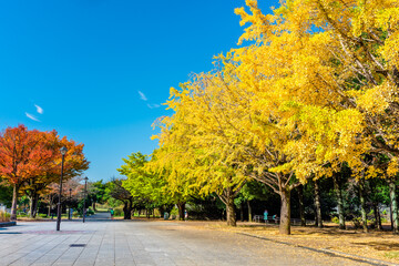 東京　光が丘公園の紅葉