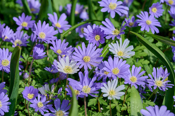 Anemone blanda Blue Shades and White Splendor in the garden