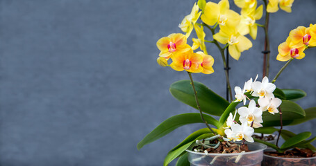 Blooming orchids in pots. Hobbies, floriculture, home flowers, houseplants