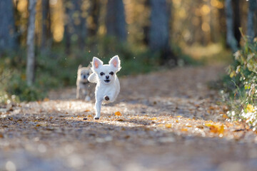 Two Chihuahuas running on path in autumn forest. 