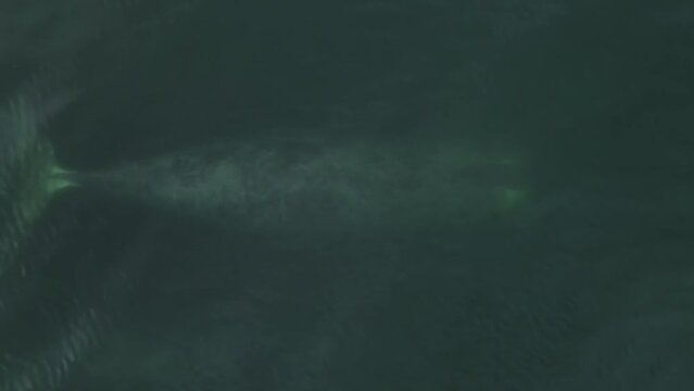 Big whale underwater. Aerial 4k