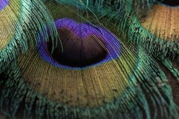 Obraz premium Peacock feather closeup. Beautiful, colorful feather isolated.