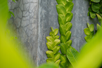 Tropical green leaves grow on gray wall