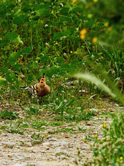 A colourful hoopie picks its way through the undergrowth of the woodland on the Hill of the Pynx.