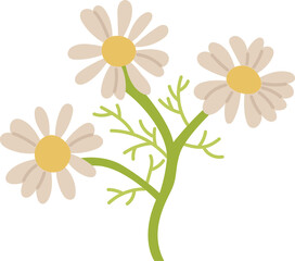 chamomine herb spice ingradient food clipart