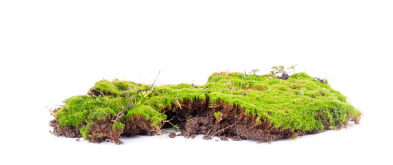 Green moss with soil isolated on white background.