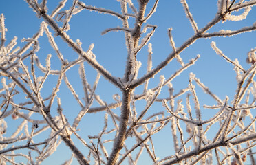 Fototapeta na wymiar Snow Crystal Branches