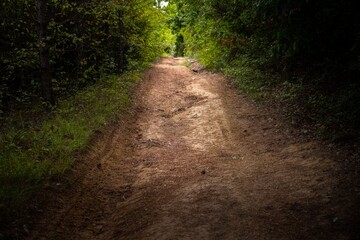 Green foliage with forestal path angle shot
