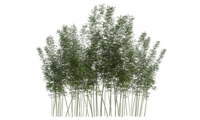 Bamboo plants, clumping of bamboo trees and leaf isolated