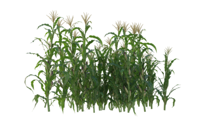 corn plant, corn crop, corn field isolated, agricultural corn field 